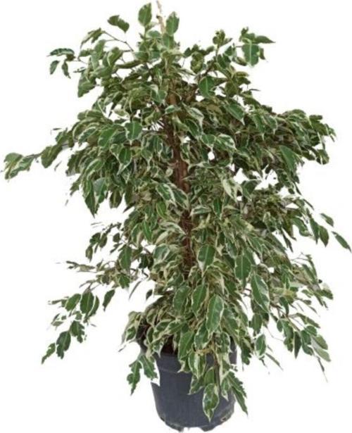 Ficus Benjamina Starlight - Benjamin Bitkisi 110-130 Cm