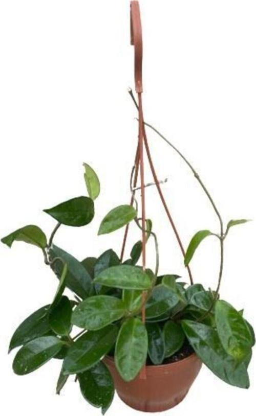 Mum Çiçeği Kokulu Hoya Carnosa