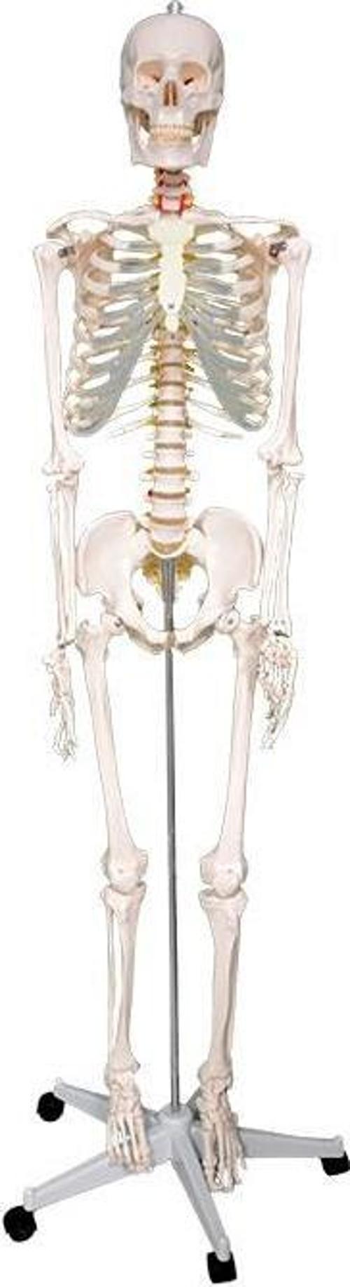 Büyük İskelet Modeli 160 Cm