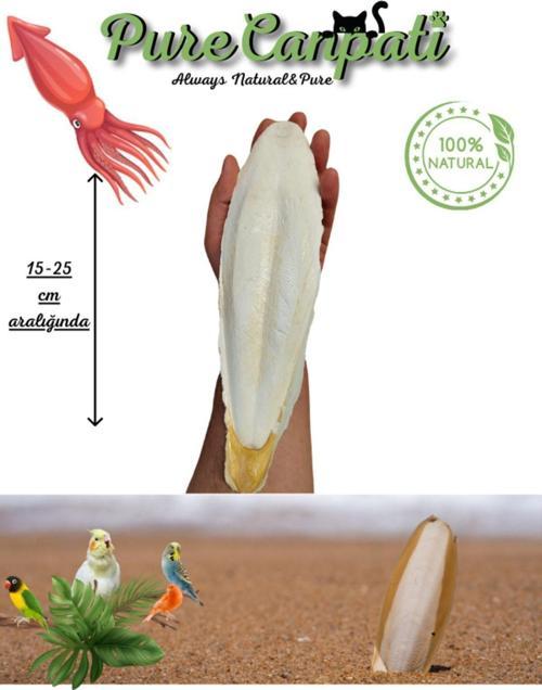 XL Kalamar Kemiği(İri Boy 15-25 cm aralığında)