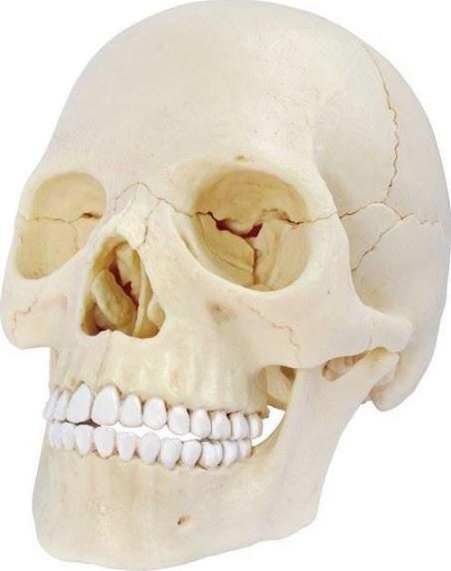 Kafatası Maketi