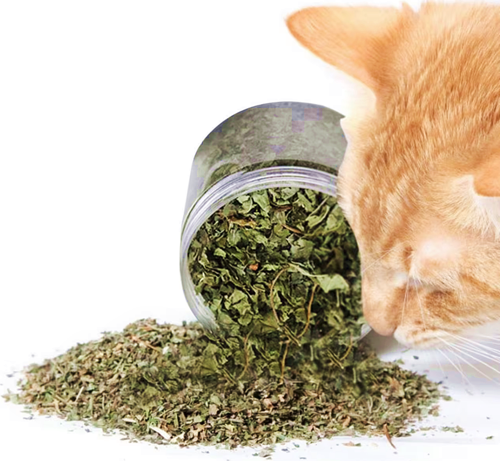 Catnip Doğal Kedi Otu - Kedi Nanesi Şişe İçinde