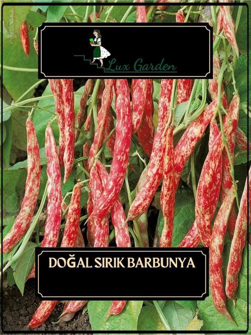 Doğal Sırık Barbunya Tohumu 4 Adet