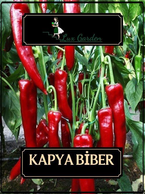 Kapya Biber Tohumu 110 Adet