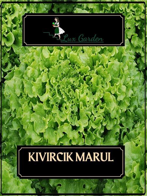 Kıvırcık Marul Tohumu 320 Adet