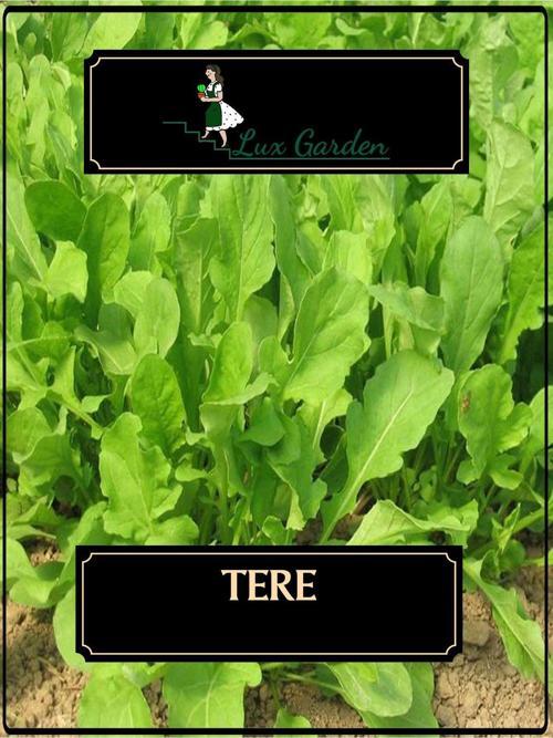 Tere Tohumu 440 Adet