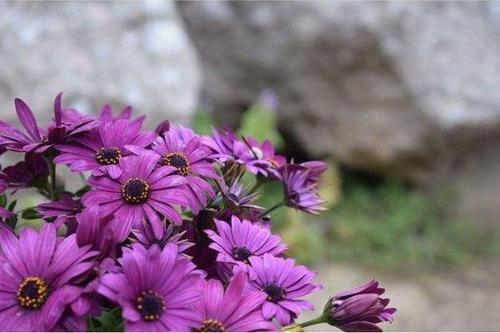 X1 Art Sayı Boyama 40X60cm Çiçek 3