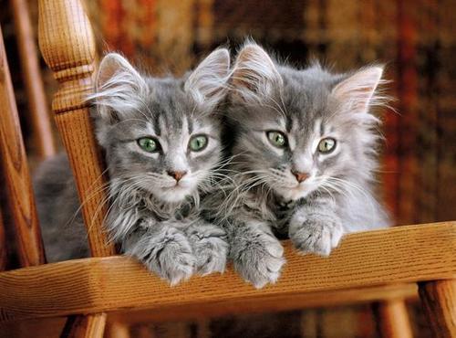 500 Parça Puzzle Kittens 30545.2
