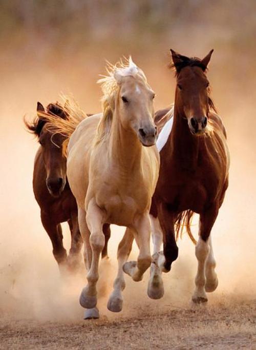 1000 Parça Puzzle Running Horses 39168.4