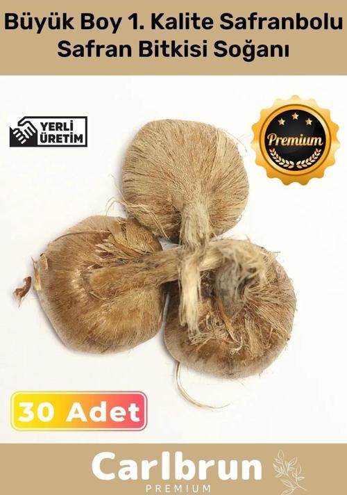 Premium Özel Dikime Hazır Yerli Üretim Büyük Boy 1. Kalite Safranbolu Safran Bitkisi Soğanı 30 Adet