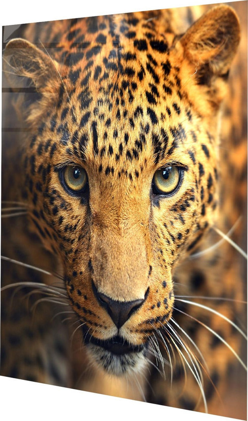 Amur Parsı Cam Tablo