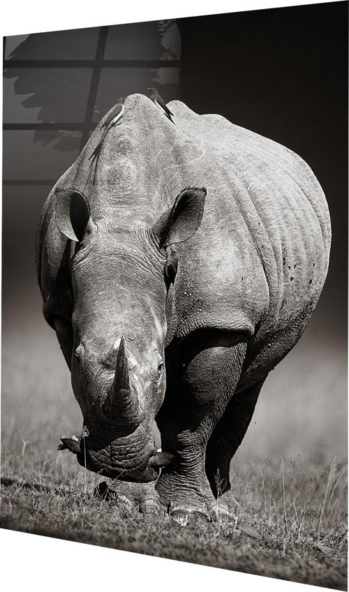 Güney Afrika'da Beyaz Gergedan Kruger Ulusal Parkı Cam Tablo