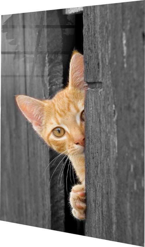 Kapıdan Bakan Kedi Cam Tablo  