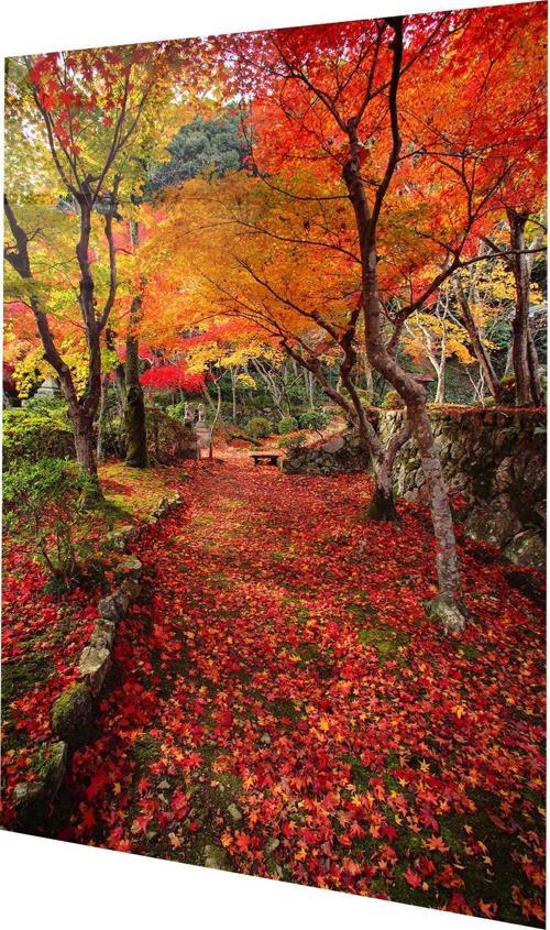 Japonya, Kyoto Akçaağaçlı Sonbahar Japon Bahçesi Cam Tablo  