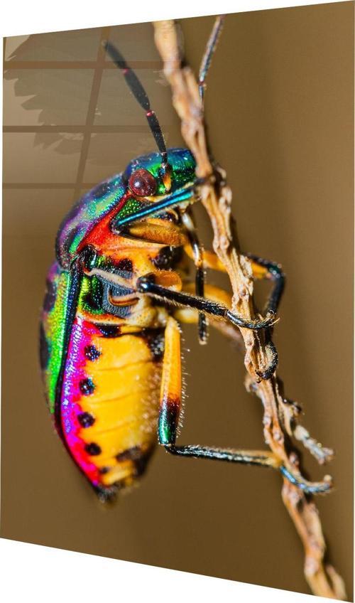 Tectocoris Diophthalmus Böcek Cam Tablo  