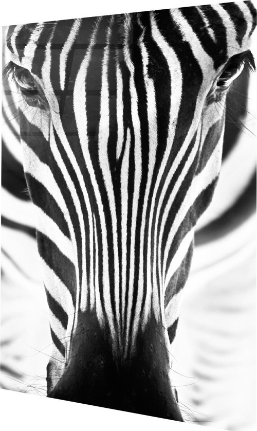 Yakın Görünüm Zebra Cam Tablo