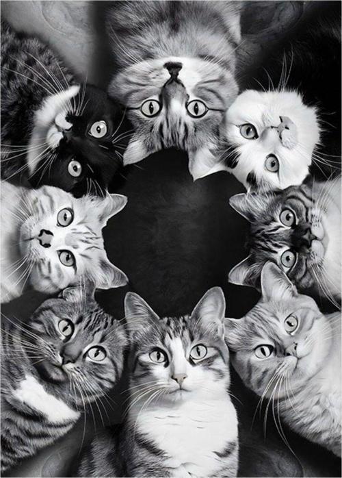 Sevimli Kediler Tasarım Mdf Tablo 50 cm x 70 cm