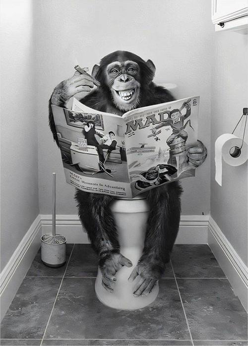 Tuvaletteki Maymun Desenli Ahşap Tablo 35 cm x 50 cm