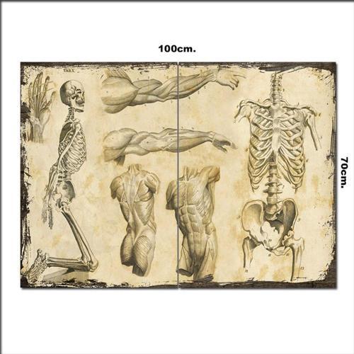 Ahşap Tablo İnsan Anatomisi 70*100Cm