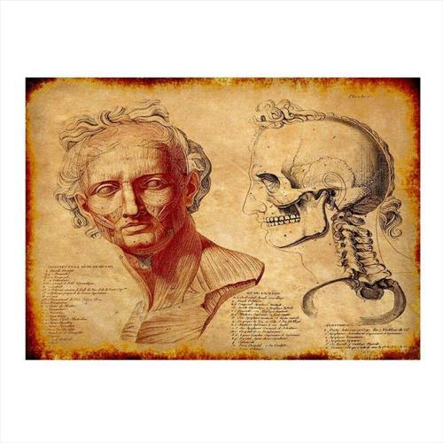 Yüz Anatomisi Model Ahşap Tablo