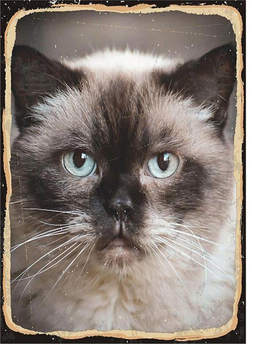 Beyaz Kedi Hediyelik Mdf Tablo