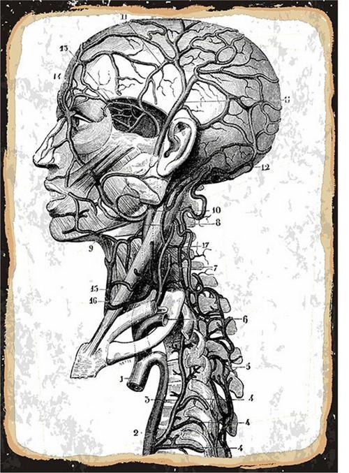 İnsan Anatomisi Modern Ahşap Tablo