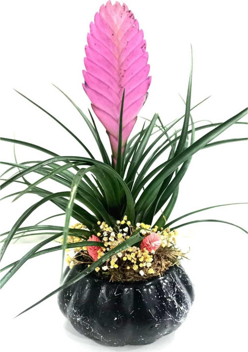Siyah Kabak Saksıda Tillendsia Sts Tasarım