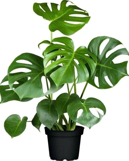 Deve Tabanı - Monstera Deliciosa 5 0 Cm