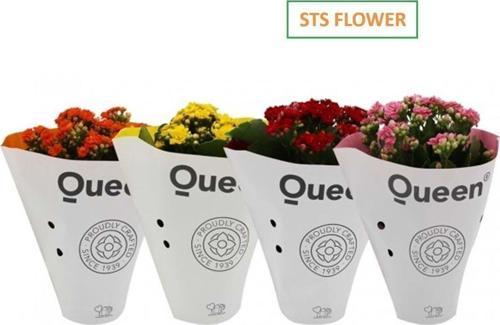 4 Adet Queen Marka Kalanşo Çiçeği Kalanchoe