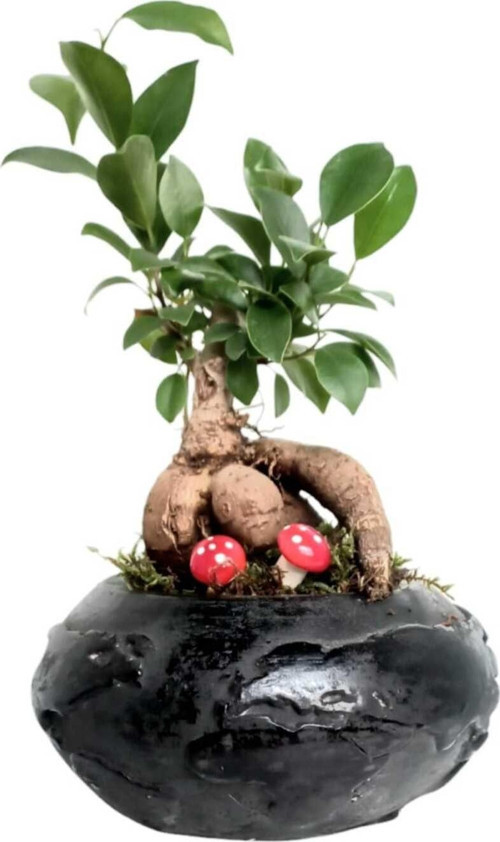 Siyah Dünya Saksıda Ficus Gingseng Bonsai