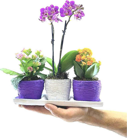 Trio Serisi Mor Beyaz Saksıda Kalanchoe Ve Çift Dal Mini
