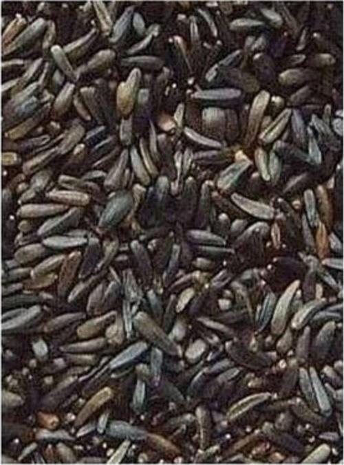 Dökme Tohumlar Nijer Tohumu - 100 gr