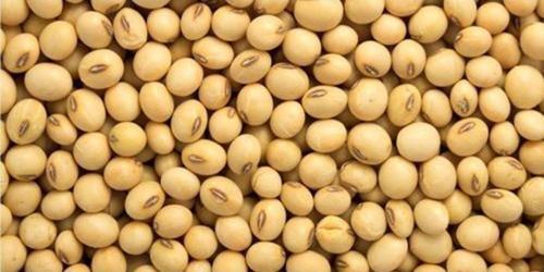 Dökme Bakliyat Soya Fasulyesi - 1 Kg