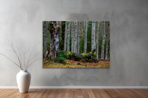 Dekoratif Doğa ( Nature ) Kanvas Tablo  280 
