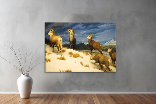 Hayvanlar ( Animal's) Kanvas Yatay Tablo249 