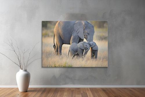 Hayvanlar ( Animal's) Kanvas Yatay Tablo251 