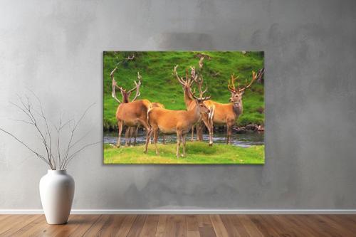 Hayvanlar ( Animal's) Kanvas Yatay Tablo252 
