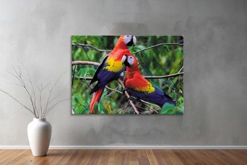 Hayvanlar ( Animal's) Kanvas Yatay Tablo258 