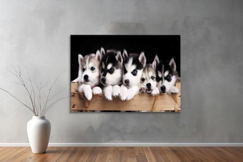 Hayvanlar ( Animal's) Kanvas Yatay Tablo298