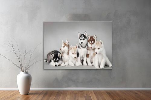 Hayvanlar ( Animal's) Kanvas Yatay Tablo356 