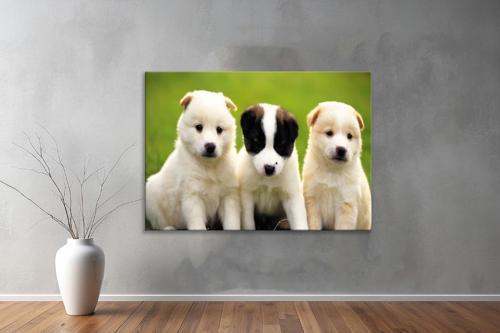 Hayvanlar ( Animal's) Kanvas Yatay Tablo328 
