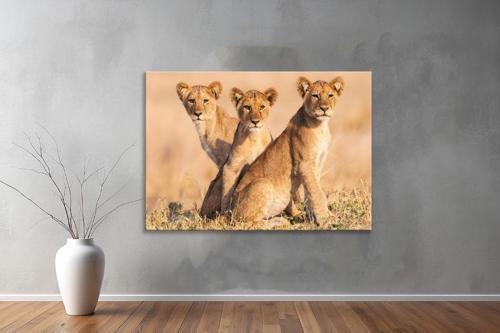 Hayvanlar ( Animal's) Kanvas Yatay Tablo387