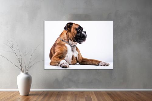 Hayvanlar ( Animal's) Kanvas Yatay Tablo536