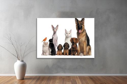 Hayvanlar ( Animal's) Kanvas Yatay Tablo336 