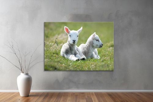 Hayvanlar ( Animal's) Kanvas Yatay Tablo338 