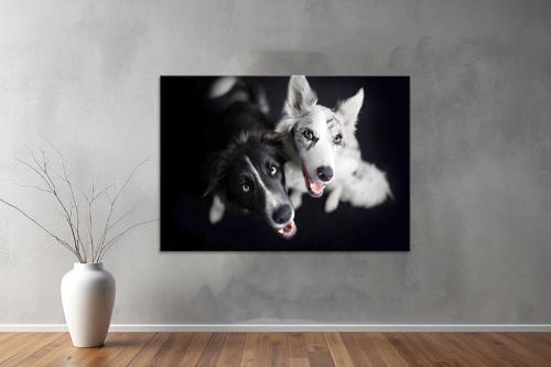 Hayvanlar ( Animal's) Kanvas Yatay Tablo411