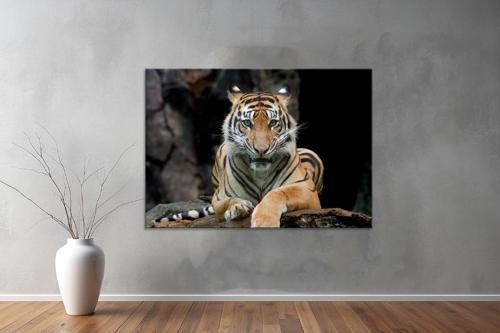 Hayvanlar ( Animal's) Kanvas Yatay Tablo568 