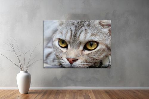 Hayvanlar ( Animal's) Kanvas Yatay Tablo591 