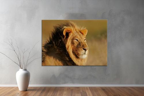 Hayvanlar ( Animal's) Kanvas Yatay Tablo640 