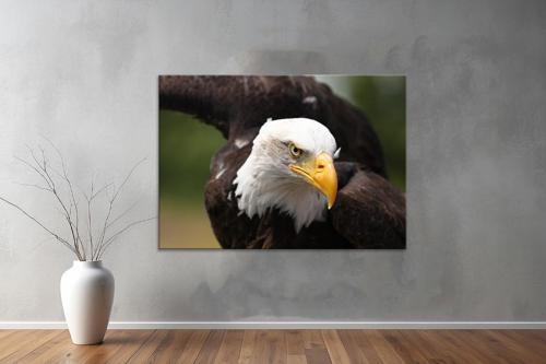 Hayvanlar ( Animal's) Kanvas Yatay Tablo483 